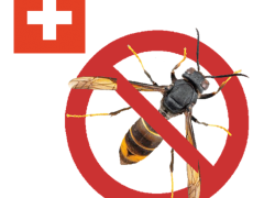 Wichtige Informationen zur asiatischen Hornisse