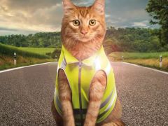 Liebe Velofans, könnte ich doch wie ihr eine Leuchtweste tragen.