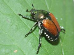 Japankäfer breitet sich im Kanton Bern weiter aus